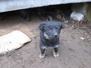 Срочно! Трём щенкам нужны дом или передержка,  и аналилизы!