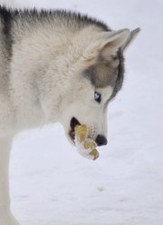 Серо-белый кобель Хаски для вязки