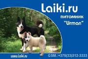 Питомник лаек laiki.ru