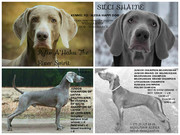 Веймаранер (WEIMARANER) щенки