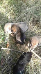СРОЧНО НУЖНА ПЕРЕДЕРЖКА!!!! В лесу за городом найдено 4 щенка,  1 мальч