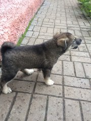 Найден щенок в Гродно,  в районе автобусного парка. Мальчик,  примерно 2