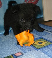 Очаровательный щенок ищет дом) Возраст два месяца,  черного окраса. Мал