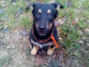 Ищет дом щеночек по имени Герда ☺ Ей 5 месяцев,  ласковая и дружелюбная