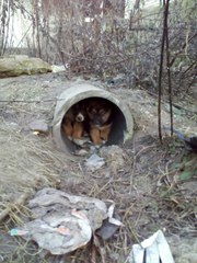 В промзоне на Озерском шоссе кто то выкинул щенков. Они живут в трубе.