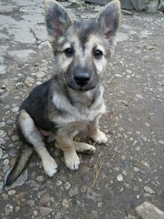 На остановке в районе Девятовки найден щенок,  игривая и весёлая девочк
